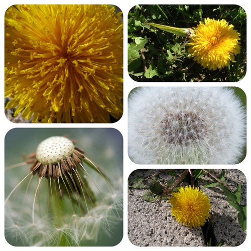 Tarassaco taraxacum officinale - taraxacum,