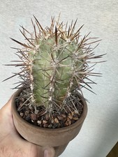 Copiapoa solaris crecida - copiapoa, solaris.
