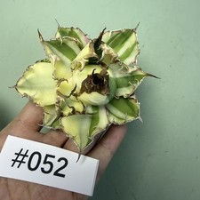 Rare Cacti Plant Agave