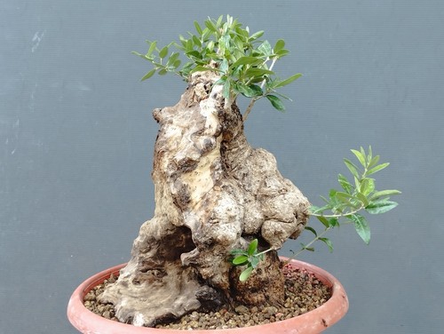 Bonsai olivastro 35x23cm - 35x23cm, in
