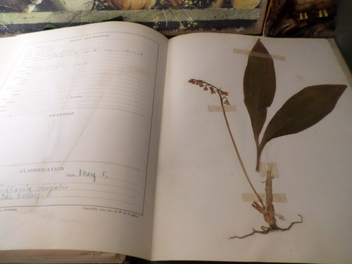 Herbarium and plant - herbarium,