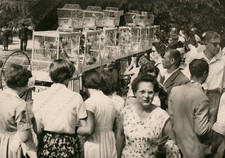 1955 GORIZIA Mercato gabbie Sagra degli uccelli Fotografia Altran