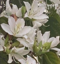 White Orchid Tree Seed