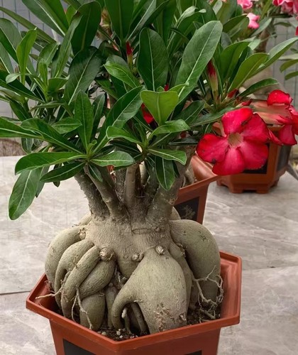 Adenium obesum wysiwyg - adenium, garden