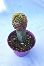 Sulcorebutia rauschii variegata In Pot 10 Cm