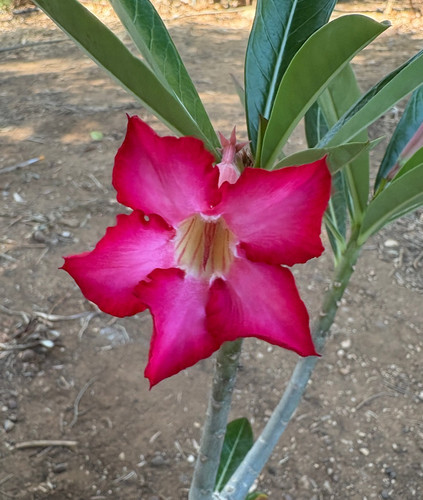 Adenium obesum apocynaceae - -,