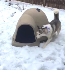 Cuccia per cani igloo per