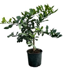 Ystryx   Albero vaso Ø20cm