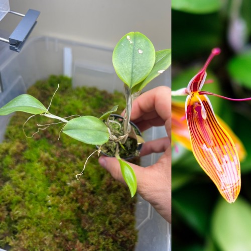 Orchidea restrepia - orchidea,