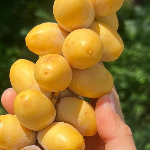Dates palm seedss pcs var - seedss,