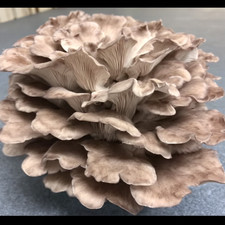 Coltura liquida fungo ostrica