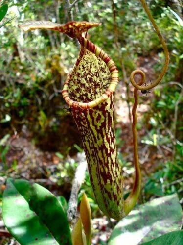 Nepenthes stenophylla 10 - stenophylla, –