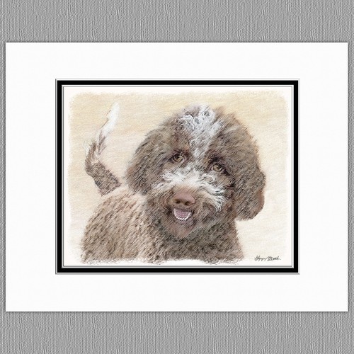Lagotto romagnolo tartufo cane - lagotto,