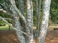 Lacebark Pine, Pinus bungeana