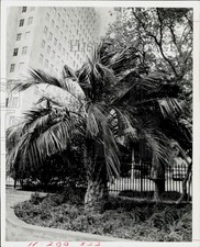 1976 Foto Stampa A Cocos australis palma, preferibilmente chiamata Butia capitata.