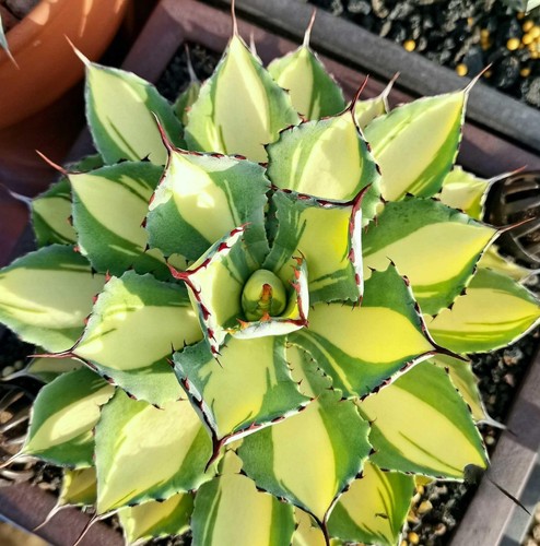 Agave ithmensis kisshokan - agave, "kisshokan"