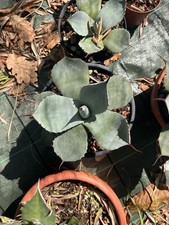 Agave Parryi Truncata