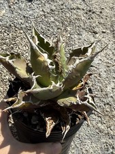 Agave oteroi "Cesare" rara