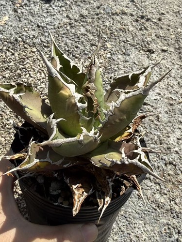 Agave oteroi cesare rara - agave,