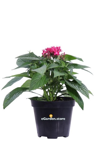 Pianta vera pentas stella - pianta,