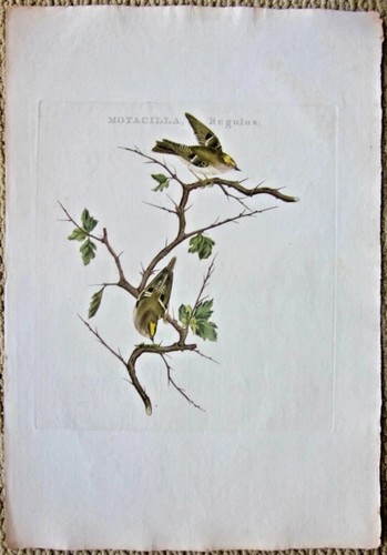 Regolo - (goudhaantje)),