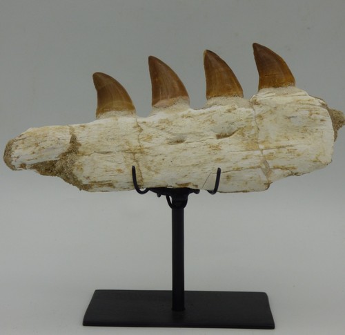 Fossil mosasaur teeth - mosasaur,