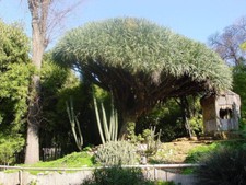 6 SEMI DI DRACAENA DRACO "ALBERO DI DRACO" PALMA Yucca draconis L. + OMAGGIO