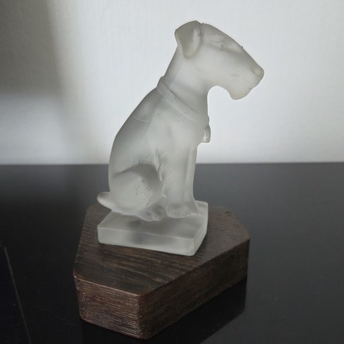 Fox terrier sabino - fox,
