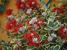 Pianta Metrosideros Variegato