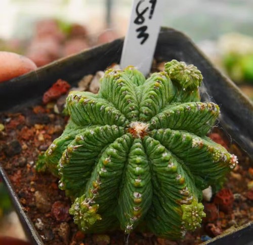 Vendita rara pianta cactus - rara,