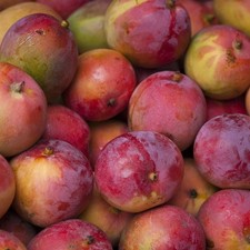 Pianta frutto tropicale - frutto,