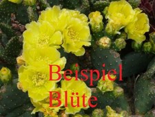 Opuntia polyacantha forma