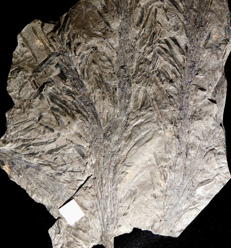 Grande bella pianta fossile