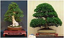 50 semi di Carpinus turczaninowii, Carpino coreano ,semi bonsai
