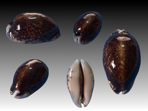 Cypraea eglantina - , f