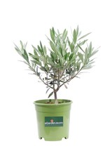 Bonsai vero di Olivo o Ulivo pianta ornamentale da esterno o interno bomboniera