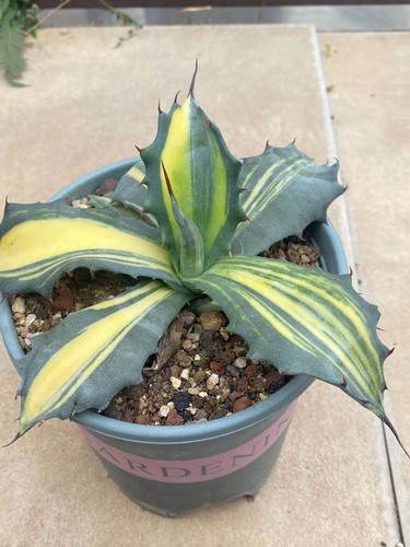 Raresucculent plant agave - plant,
