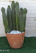 COMPOSIZIONE CACTUS CEREUS