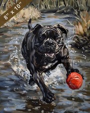 Cane Corso playing fetch