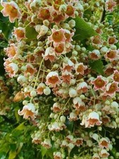 5 Semillas Árbol Botella