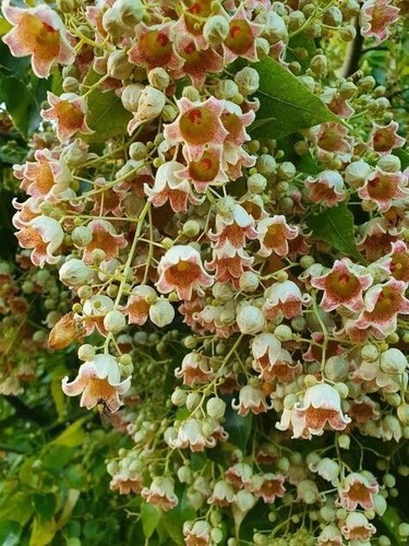 Semillas árbol botella - 25,