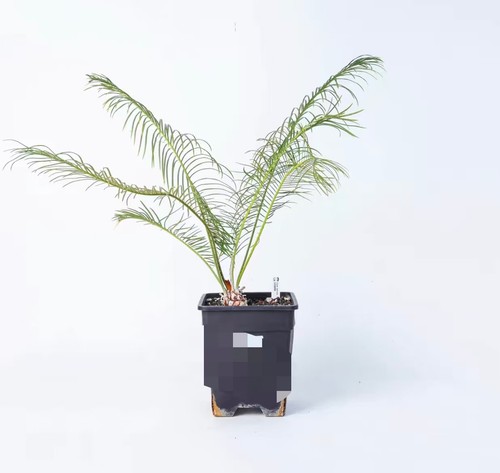 Vaso cycas calcicola - cm,