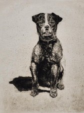 Jack Russel Terrier, Paul