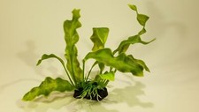 PIANTA FINTA PIANTINA ORNAMENTALE IN PLASTICA 20 CM DECORO ACQUARIO TERRARIO