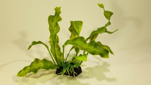 Pianta finta piantina - finta,