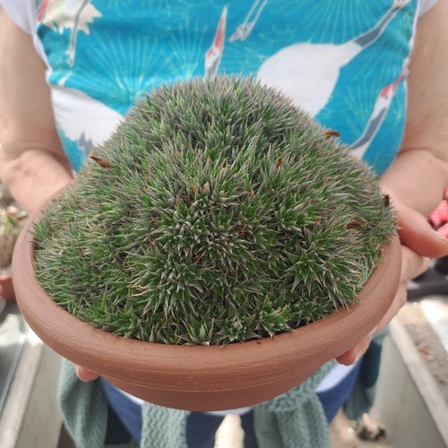 Abromeitiella brevifolia