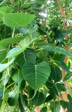 Sale1121 ficus religiosa fichi - sale1121,