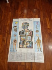 Poster il corpo umano 1966