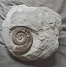 Ammonite Aegocrioceras sp. -