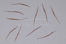 NEPENTHES GRACILIS, 10 SEMI